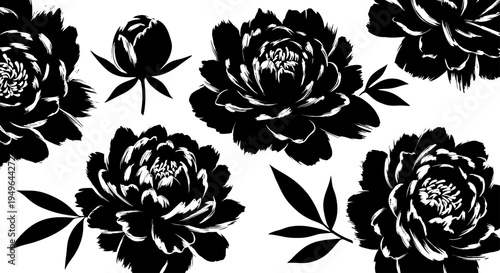 Elegant Black Peony Flowers and Buds Botanical Illustration.
