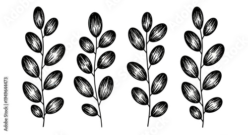 Four Hand Drawn Botanical Sprigs with Oval Leaves.