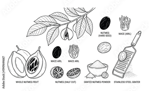 Nutmeg with mace, whole fruit, half cut, grated powder and stainless steel grater, illustration