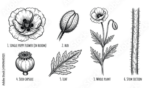Poppy flower bud whole plant leaf stem section and seed capsule botanical illustration