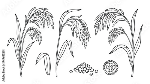 Rice plant stalks with grains and pile of rice seeds, isolated on transparent background