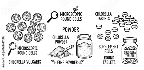 Chlorella vulgaris illustration depicting microscopic round cells, powder, chlorella tablets, supplement pills, and round tablets