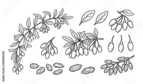 Goji berries branches with leaves, single berries, and dried goji berries set, healthy superfood