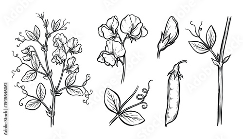Sweet pea plant, flowers, pods, and leaves, botanical line art drawing