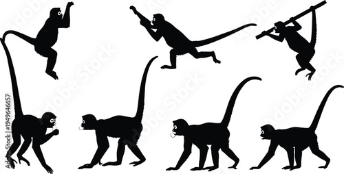 Monkey silhouettes, primate poses, hanging swinging climbing, animal behavior, wildlife movement vector illustration design set