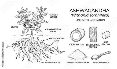 Ashwagandha plant with roots leaves berries and powder medicinal herb illustration