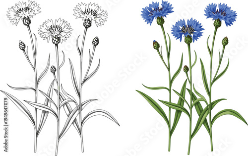 Side-by-side botanical illustration of cornflowers in black-and-white sketch and full-color format, ideal for plant identification, art education, and floral design.