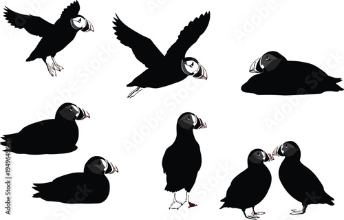 Puffin illustration set, seabird vector design, coastal bird poses, wildlife clipart, colorful beak nature graphic