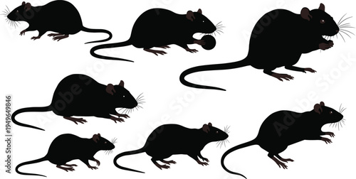 Rat mouse silhouettes, rodent poses, sitting standing crouching, animal behavior, pest wildlife vector illustration design set
