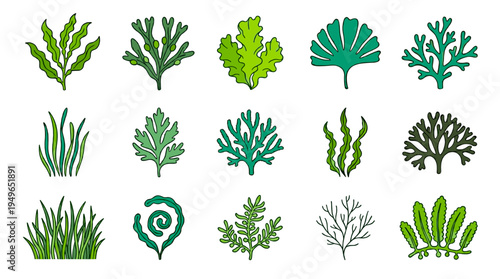 Assorted Seaweed Plants Underwater Flora Collection