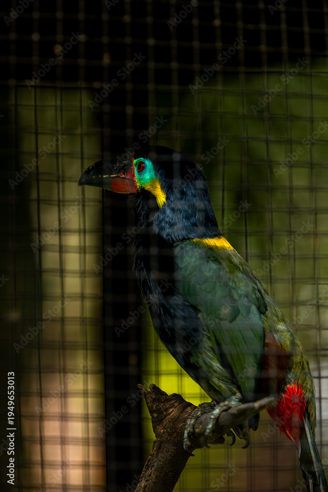 Obraz premium Guianan toucanet Selenidera piperivora is a colorful bird found in the Amazon rainforest. Taken in Bali bird park