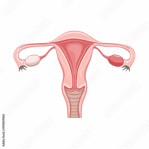 Illustration of human female reproductive system in a medical drawing