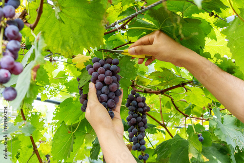 фотографія Close-up of Chinese man's hands picking grapes in vineyard