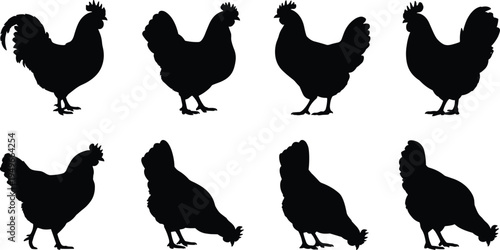 Chicken and rooster silhouette set collection isolated vector illustration showing farm poultry birds in different poses black design