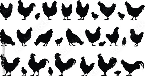 Chicken rooster and chick silhouette collection farm poultry birds set isolated vector illustration with multiple poses black design