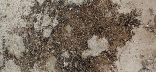 Fotografi A close up view of a rough concrete surface with dark mossy patches and weathere