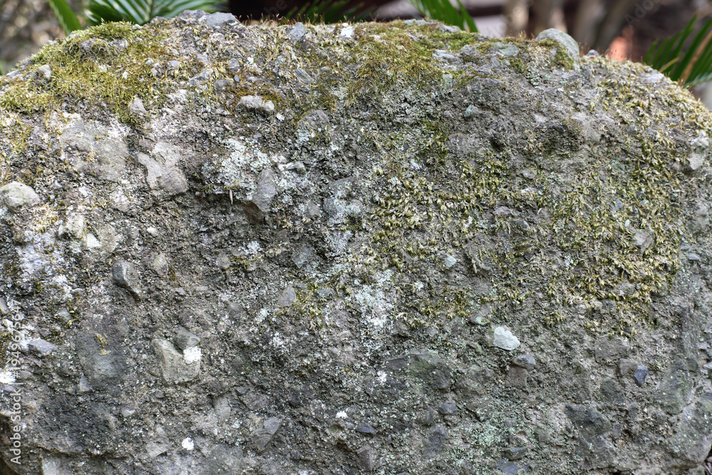 Obraz premium 苔むす石 Moss-covered stone