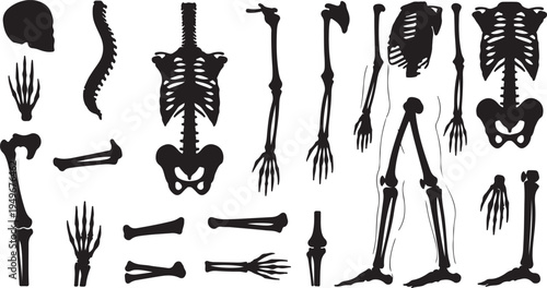 Human skeleton bones set, anatomical silhouette collection on white background
