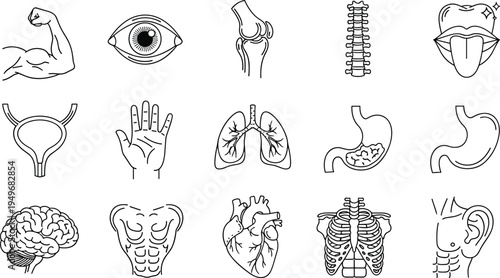 Human Body Anatomy Line Icons Set Brain Heart Lungs Eye Spine Medical Outline Vector Illustration Collection