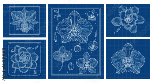Blueprint style orchid flowers botanical illustrations on geometric background