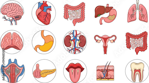 Human Internal Organs Medical Icon Set Brain Heart Lungs Kidney Stomach Anatomy Healthcare Vector Illustration