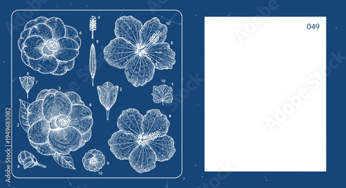 Botanical illustration of flowers and floral elements on a blue background