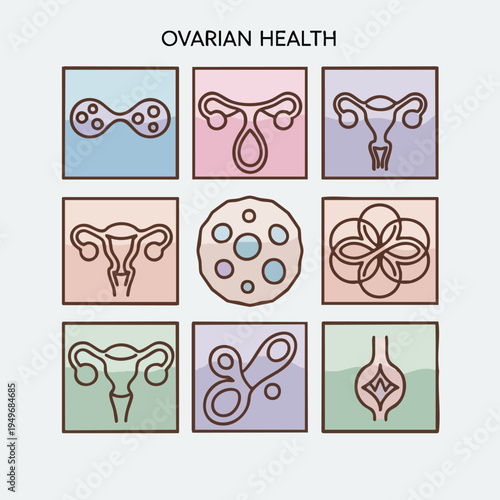 Ovaries Health Diagram Focus On Reproductive Anatomy.