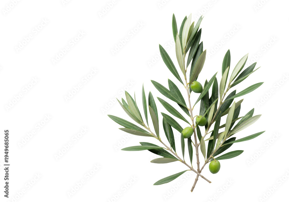 Obraz premium Photorealistic, high-key still life of delicate olive branches and small green olives, showing textured silvery blue-green leaves on a white background with copy space, sophisticated minimalist