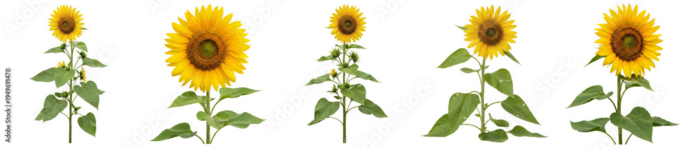 Obraz premium A photographic collection of vibrant sunflowers with green leaves and buds, captured from various perspectives.