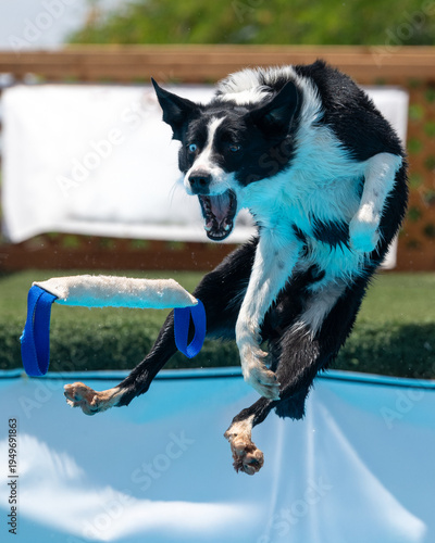 Black and white border collie trying to catch a toy
