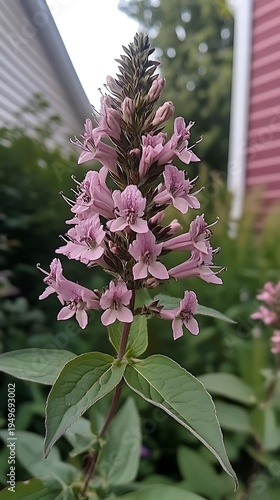 Close up of a flowering obedient plant with green leaves showcases gentle pink petals