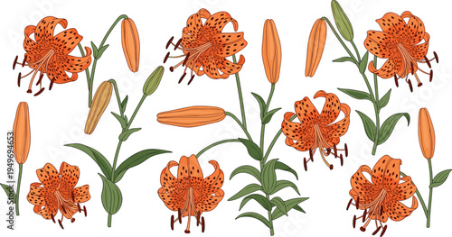 Set of hand drawn botanical vector illustrations featuring orange tiger lilies with black spots and green leaves isolated on white background for floral designs