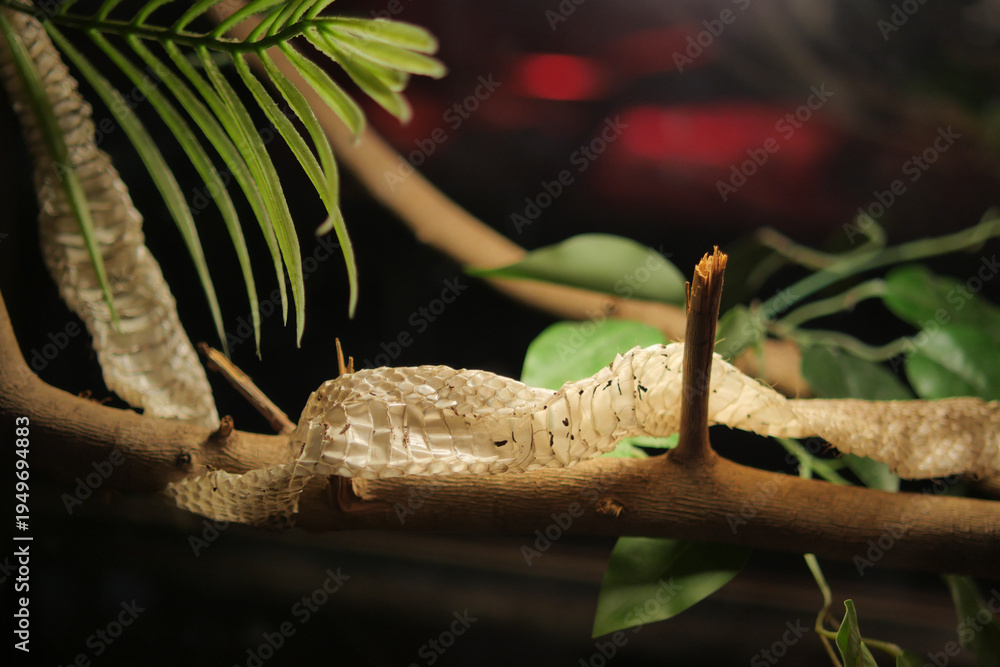 Fototapeta premium Snake skin on a branch in a dark environment