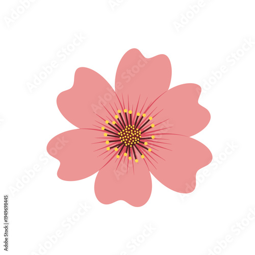 Beautiful Pink Flower Blossom on White Background vector illustration