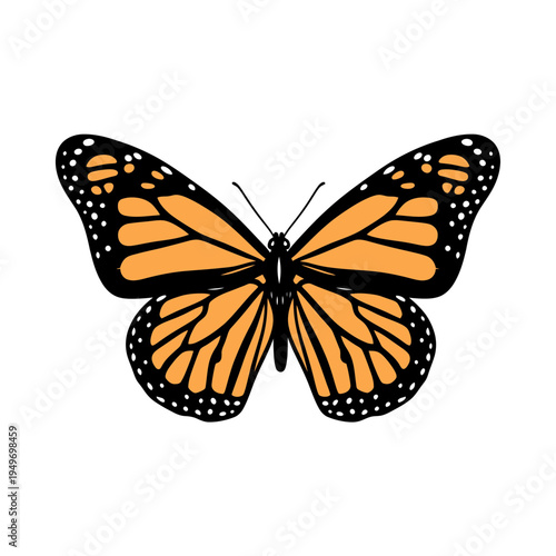 Monarch Butterfly on White Background vector illustration