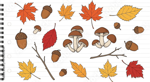 Autumnal foliage and forest elements vector illustration on white background