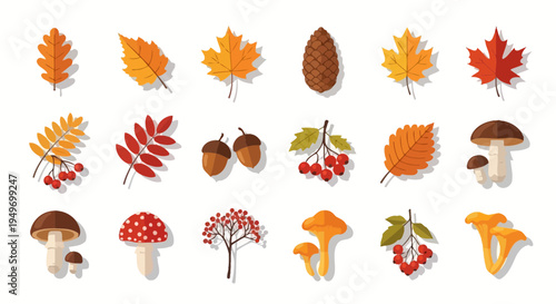 Autumnal foliage and forest elements vector illustration set
