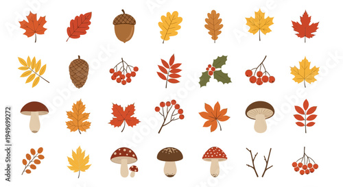 Autumnal foliage collection vector illustrations of leaves acorns and mushrooms