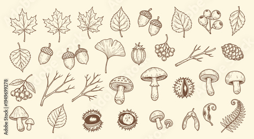 Autumnal foliage and forest elements vector illustrations for design