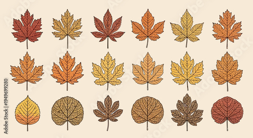 Autumnal foliage variety detailed vector illustrations of diverse leaf types