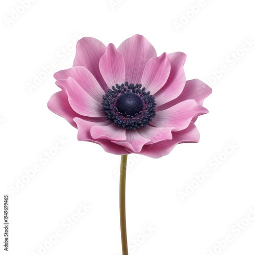 A vibrant pink anemone flower with a dark purple center, standing alone against a white background. isolated on transparent background