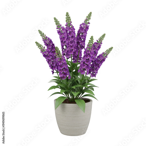 A beautiful arrangement of purple flowers in a white pot against a gray background isolated on transparent background