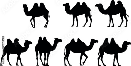 Collection of camel silhouettes including dromedary and bactrian camels isolated, desert animal set for logo, icon, wildlife design, vector style reference