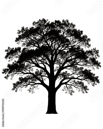 Silhouette of a large, mature tree with spreading branches and a full canopy of leaves, set against a white background, evoking a sense of nature and growth