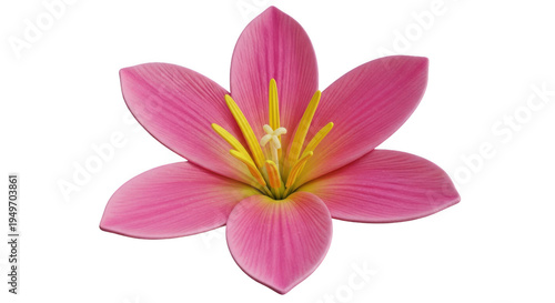 A vibrant pink lily flower with a bright yellow center blooming in full glory isolated on transparent background