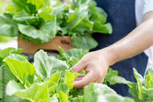Organic farming, salad farm. Farmers harvest salad vegetables into wooden boxes in rainy. Hydroponics vegetable grow naturally. greenhouse garden, Ecological Biological, Healthy, Vegetarian, ecology