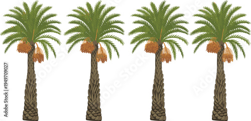 Date palm tree collection with ripe date fruit clusters, tropical desert plant illustration isolated on light background