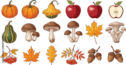 Cozy Autumn Harvest Illustration Set with Pumpkins Squash Red Apples Mushrooms Fall Leaves Acorns Rowan Berries for Seasonal Nature Thanksgiving and Organic Food Designs