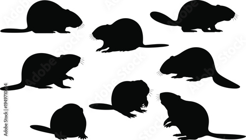 Black beaver silhouettes collection in various poses, flat tails and whiskers, isolated animal shapes for wildlife design illustration