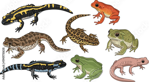 Colorful Amphibian and Reptile Vector Illustration Set Featuring Various Frogs, Toads, Lizards, and Salamanders with Textured Details for Nature and Wildlife Educational Designs